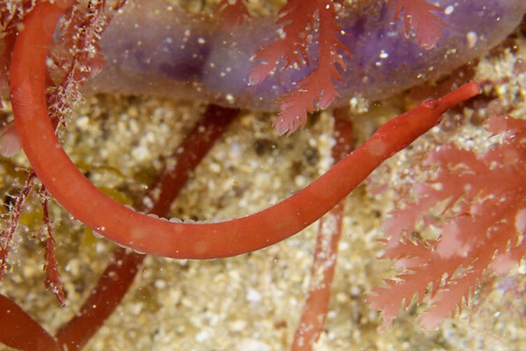 Rare male red pipefish carrying eggs on its trunk spotted in Sydney