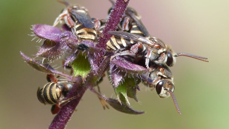 Most bees are solitary and don’t live in hives. Climate change risks them starving