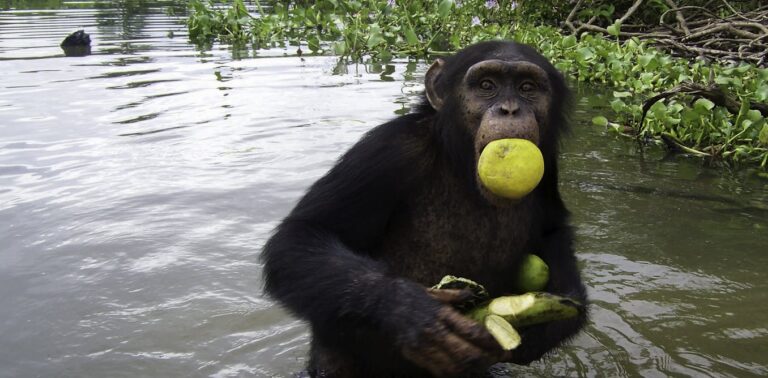 Fruit and honey fuelled the early evolution of the human brain