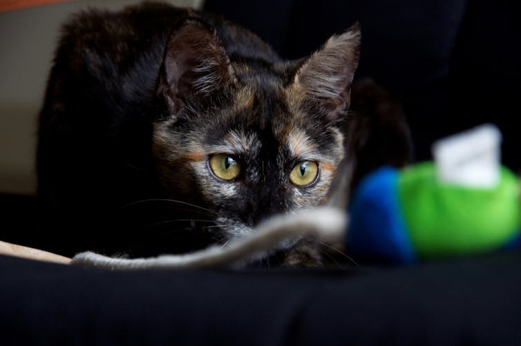 A tortie cat up close, readying to pounce on a colourful mouse at the end of a string.