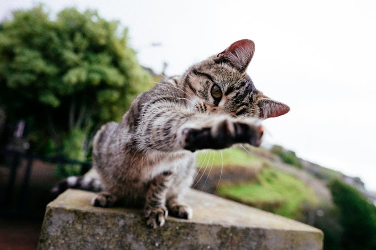 A tabby cat on a fence outdoors reaching a paw towards the camera with curiosity.