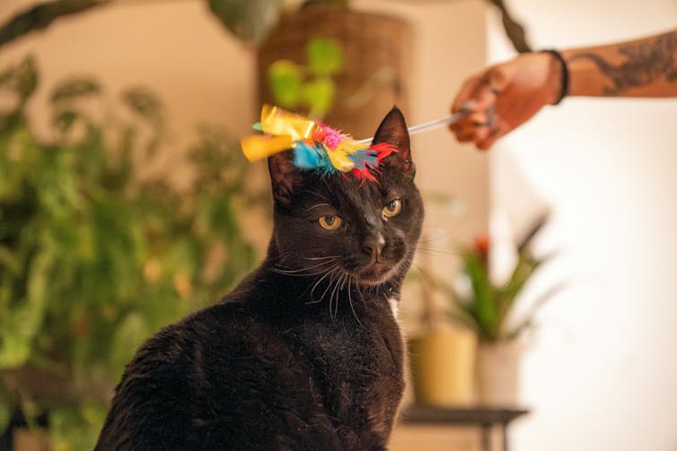 Play-fighting or just fighting? New study suggests a rethink on how we play with cats