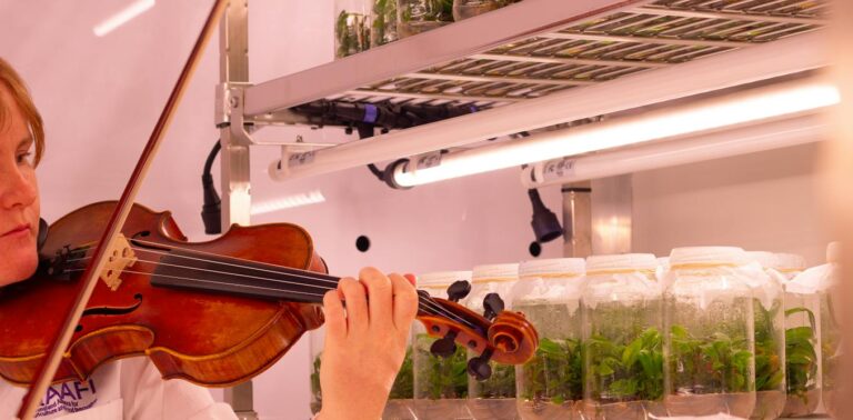 Curious Kids: does music affect how plants grow?