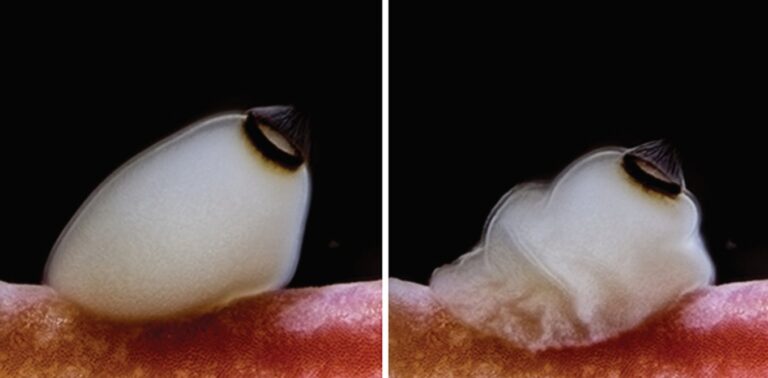 How brainless sea sponges use sunset as a cue
to prepare for metamorphosis