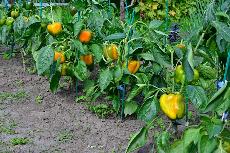 A garden bed with capsicum plants that are partially green, yellow and orange.